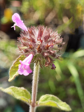 Clinopodium vulgare